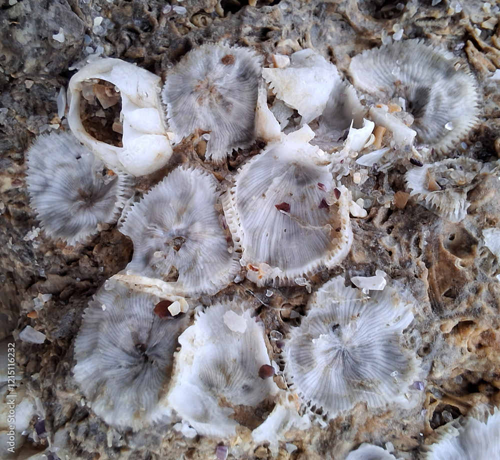 round, corrugated, translucent, unidentified mushrooms without a stem grow on a shell rock. winter
January round, corrugated, translucent, unidentified mushrooms without a stem grow on a shell rock. winter
January