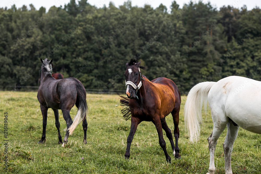 Beautiful natural landscape. Beautiful horses in the pasture. The horses are in the paddock. Livestock. Beautiful natural landscape. Beautiful horses in the pasture. The horses are in the paddock. Livestock.
