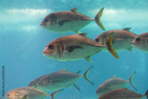 Close up of horse eye jack fish,Caranx latus,. Close up of silver horse eye jack fish with yellow tail, Caranx latus, swimming in clear, turquoise water of Caribbean Sea off coast of Belize