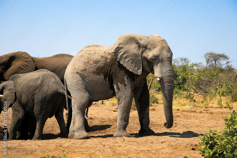 A group of African elephants in Chobe National Park. Seen on a private game drive.
The coastal region of the Chobe River has the densest concentration of elephants in Africa. Botswana, Africa. A group of African elephants in Chobe National Park. Seen on a private game drive.
The coastal region of the Chobe River has the densest concentration of elephants in Africa. Botswana, Africa.