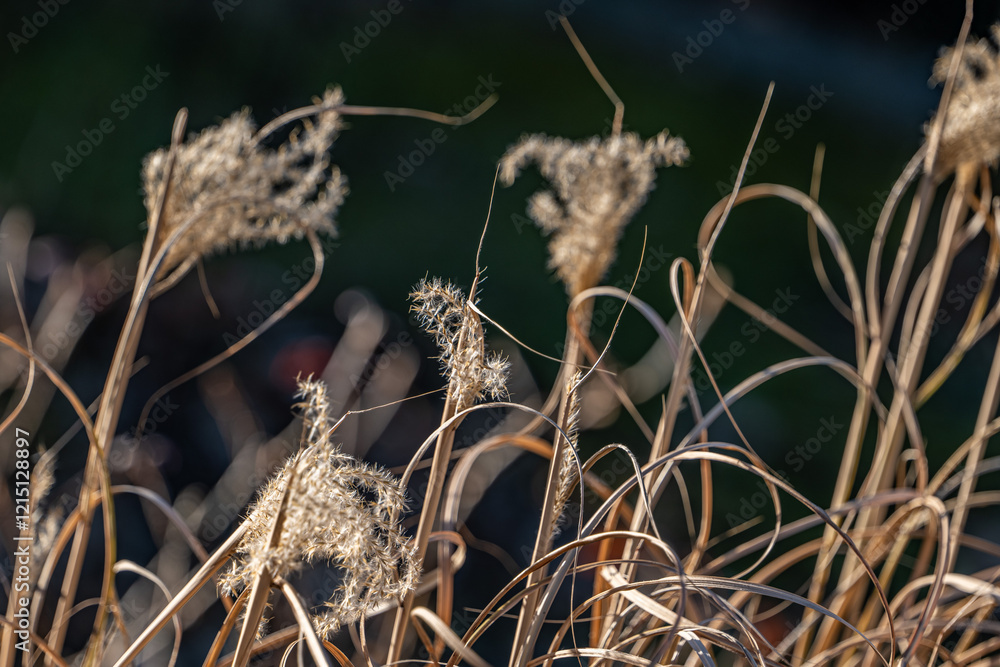 Verschiedenen Ziergräser im Garten werden vom Licht der Sonne durchflutet Verschiedenen Ziergräser im Garten werden vom Licht der Sonne durchflutet