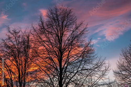 Der Himmel in der blauen Stunde im Winter davor stehen kahle Bäume