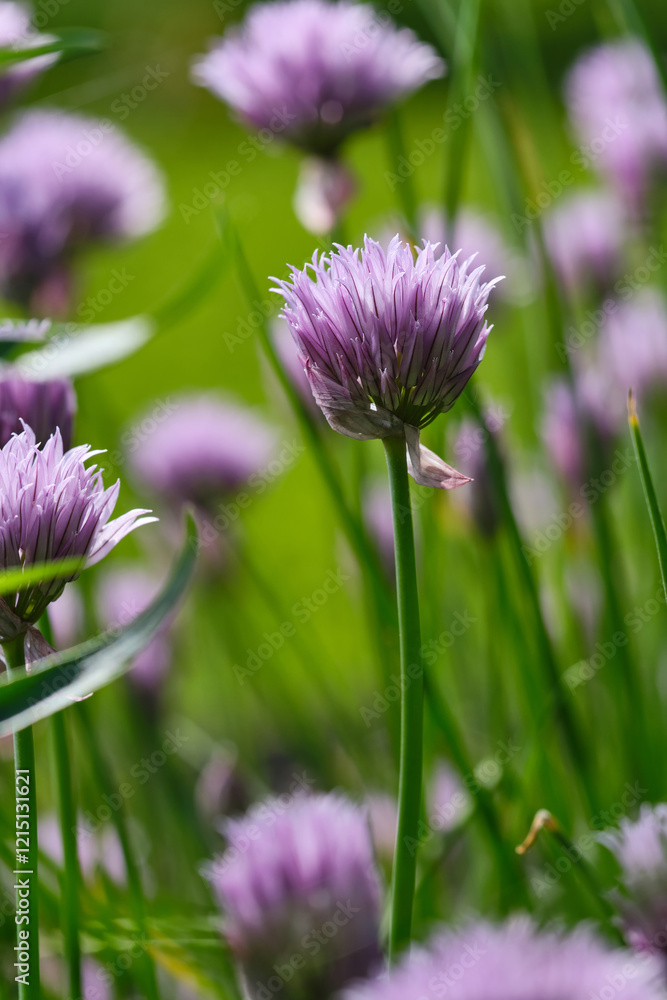 Flowering chives. Lush flowering chives with purple buds in the garden. Shallow depth of field Flowering chives. Lush flowering chives with purple buds in the garden. Shallow depth of field