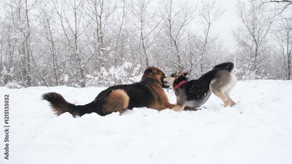 winter activities. dogs playing actively in snowy forest, dogs interaction, slow motion