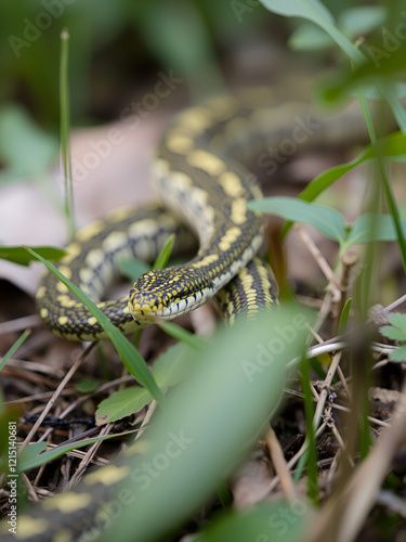 Meadow viper (Vipera ursinii moldavica) in natural habitat. This is one of the rarest european snakes, a mild poisonous adder listed as endangered on IUCN red list photo