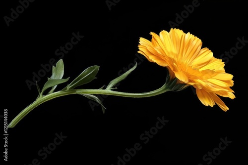 Calendula Officinalis: Vibrant Yellow Blooms and Petals Captured in Botanical Close-Up