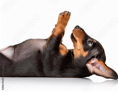 isolated dachshund puppy lying on back photo