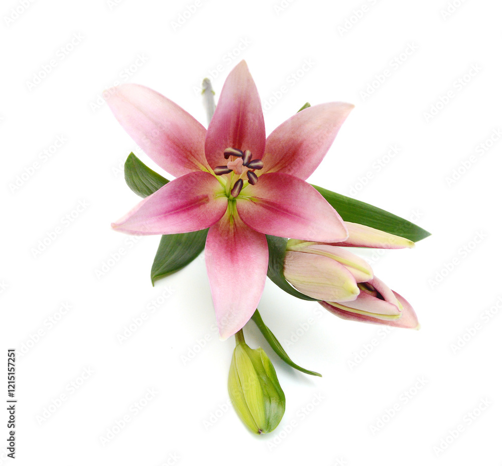 Lily flower isolated on white background Lily flower isolated on white background