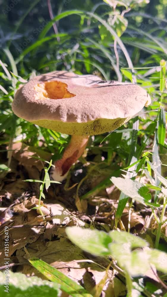 A boletus mushroom with a cap united by slugs in a summer forest under the rays of bright sun. Vertical video. A boletus mushroom with a cap united by slugs in a summer forest under the rays of bright sun. Vertical video.