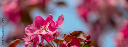 Vibrant Pink Blossoms Against a Clear Blue Sky in Springtime