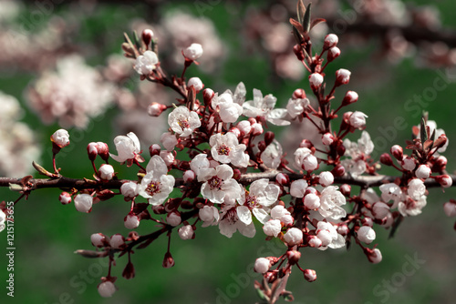 Delicate White Blossoms on a Tree Branch Signifying Spring