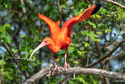 Guará Vermelho - pássaro típico da Amazônia que habita nas matas de beira de rios. 