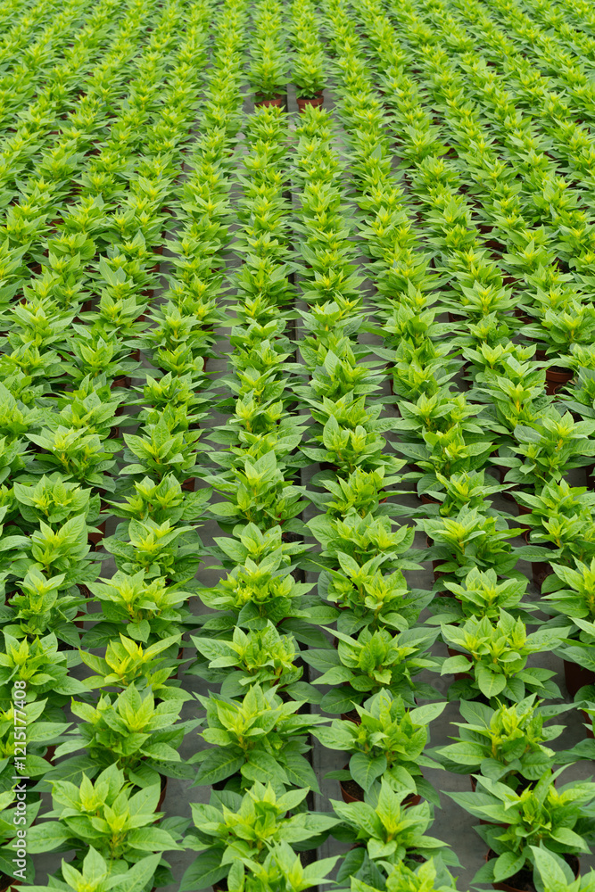 Symmetrical pattern of green plants in a greenhouse Symmetrical pattern of green plants in a greenhouse