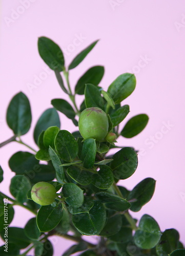 Natal Plum, Carissa macrocarpa green fruit, on pink background photo