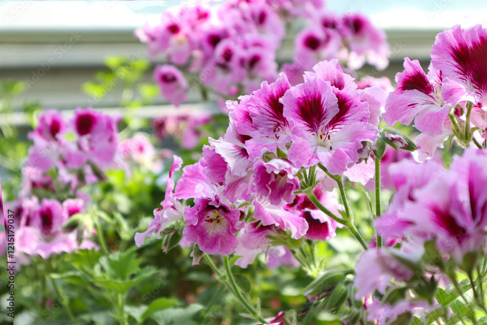 Fototapeta premium Pink palergonia on a spring day among flowering plants
