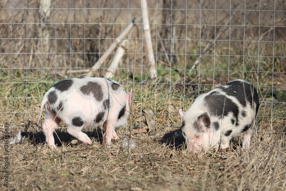 Adorable little piglets are happily grazing in a picturesque pasture on a sunny day Adorable little piglets are happily grazing in a picturesque pasture on a sunny day