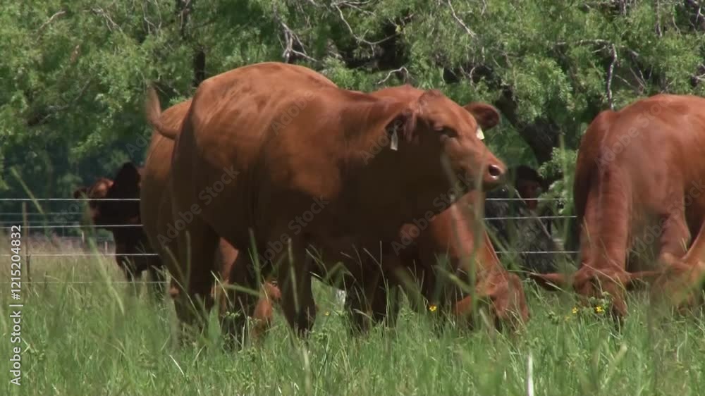 LVIESTOCK ANGUS BRANGUS BRAHMAN CHAROLAIS TEXAS LVIESTOCK ANGUS BRANGUS BRAHMAN CHAROLAIS TEXAS
