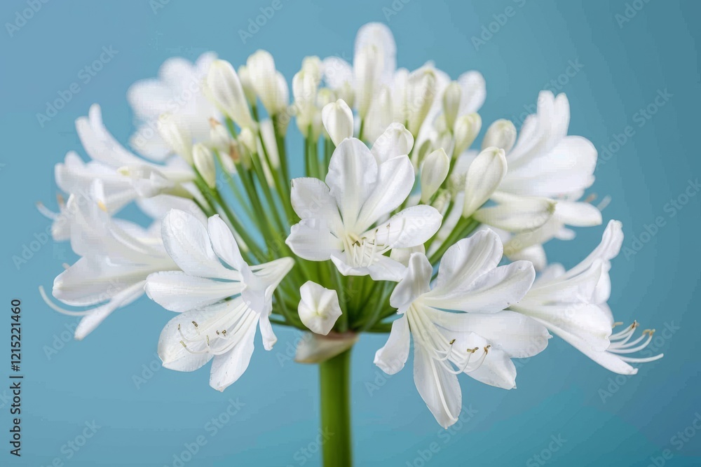 Fototapeta premium Blue flower in the wild
