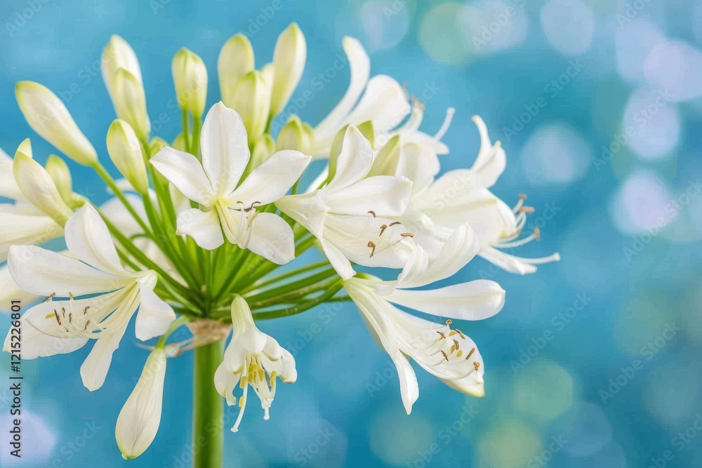 Fototapeta premium Blue flower in the wild