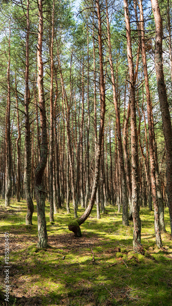 Kaliningrad.Kurshskaya Spit.National Park.Dancing Forest Kaliningrad.Kurshskaya Spit.National Park.Dancing Forest