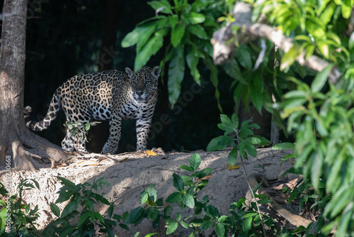 Yaguarete en la selva