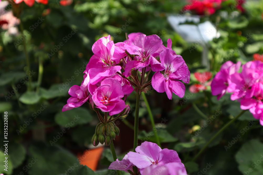 Fototapeta premium Blooming palergonia in a greenhouse, close-up