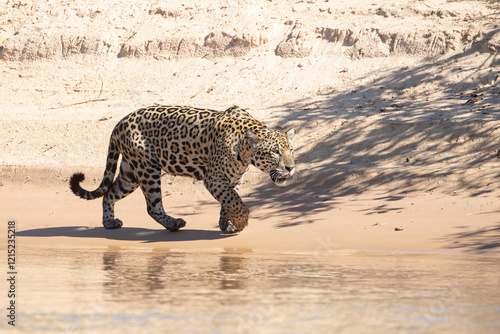 Yaguarete en Pantanal
