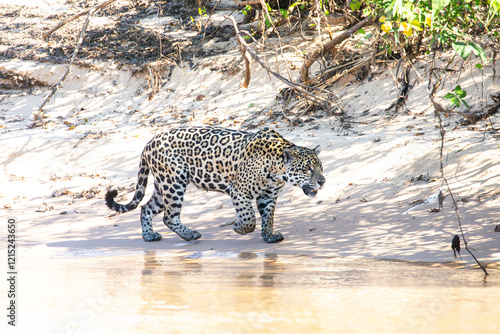 Yaguarete en Pantanal