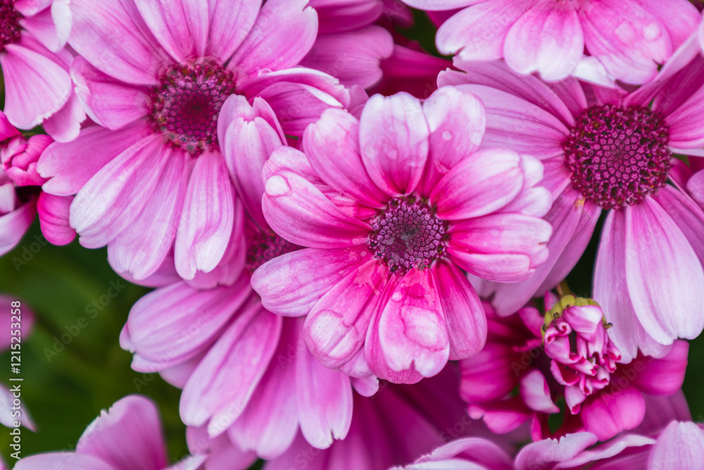Vibrant pink flowers blooming in close-up. Nature, floral, spring, summer. Vibrant pink flowers blooming in close-up. Nature, floral, spring, summer.