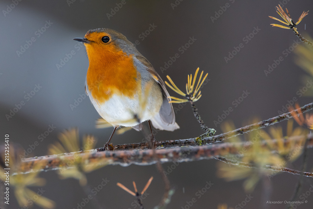 Fototapeta premium A robin on a feeding trough in the forest on pine branches with cones
