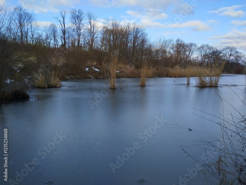 Frozen winter pond with single tufts of reed above the water surface in the middle of the pond. The surface of the reservoir is covered with ice. photo