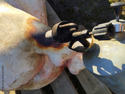 Burning a pig carcass with a gasoline lamp until blackened. The process of slaughtering and processing a pig carcass. photo