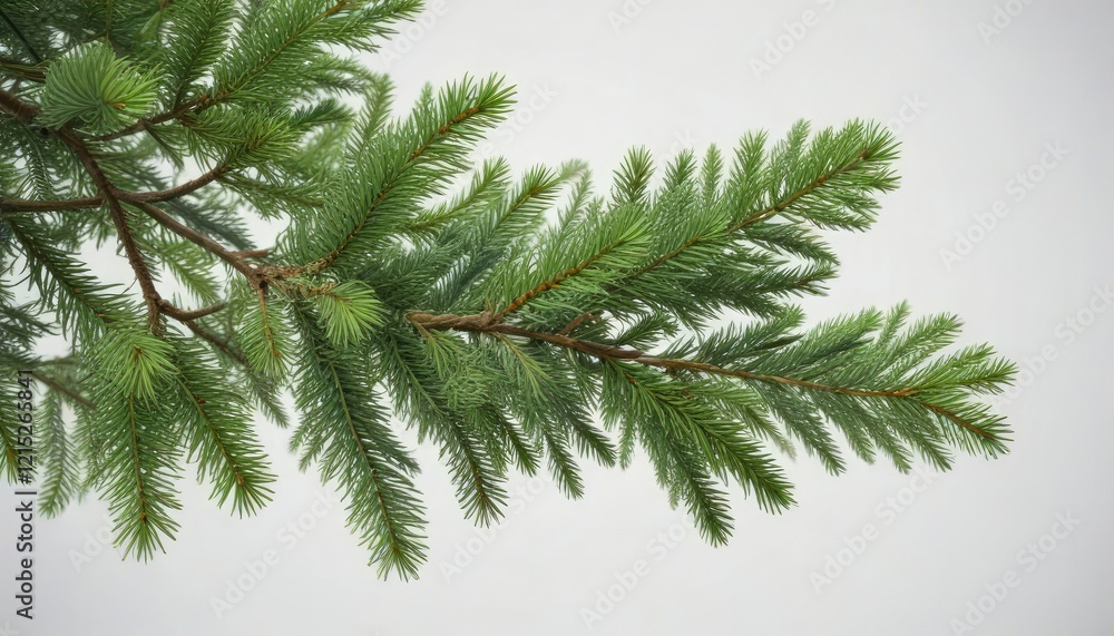 Fresh evergreen tree branch isolated on white background with copy space, Festive element, Christmas tree branch Fresh evergreen tree branch isolated on white background with copy space, Festive element, Christmas tree branch