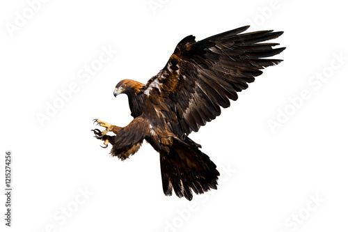 Eagle in flight. Golden eagle, Aquila chrysaetos, landing with widely spread wings. Isolated on transparent. Majestic bird of prey in beautiful autumn nature. Hunting eagle in natural habitat. Wildlif
