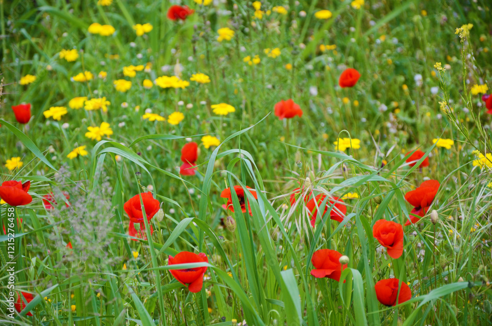 Fototapeta premium Primavera