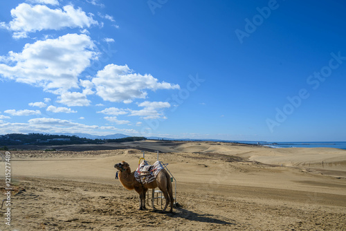 鳥取県の観光スポットである鳥取砂丘　ラクダに乗れる