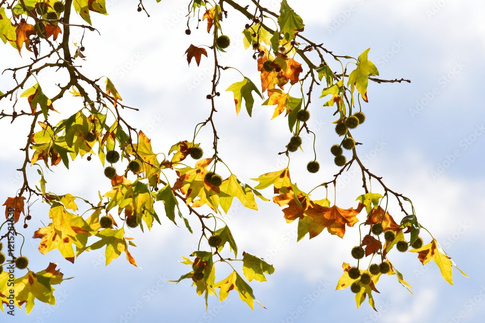 Autunno Autunno