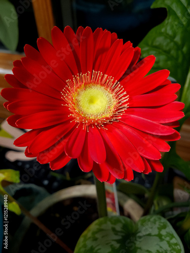 red gerbera daisy