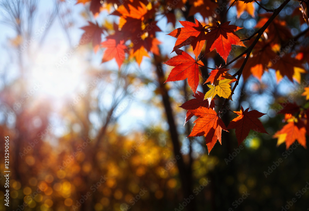 Vibrant autumn leaves bathed in sunlight. A stunning display of nature's seasonal beauty, perfect for fall-themed projects. Vibrant autumn leaves bathed in sunlight. A stunning display of nature's seasonal beauty, perfect for fall-themed projects.