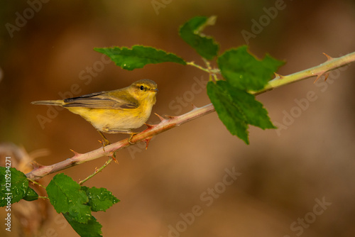 Willow Warbler perched delicately on a thorny branch photo