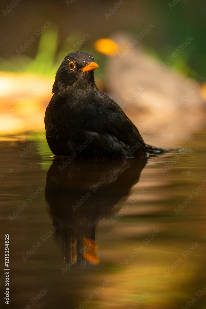 Blackbird reflected in water with soft background Blackbird reflected in water with soft background