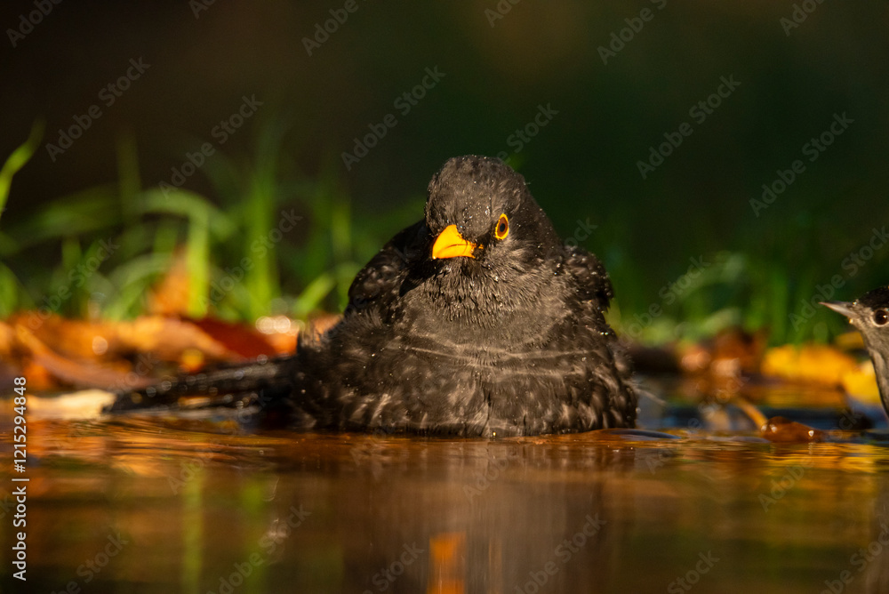 Blackbird bathing in a shallow pond with a young bird nearby Blackbird bathing in a shallow pond with a young bird nearby