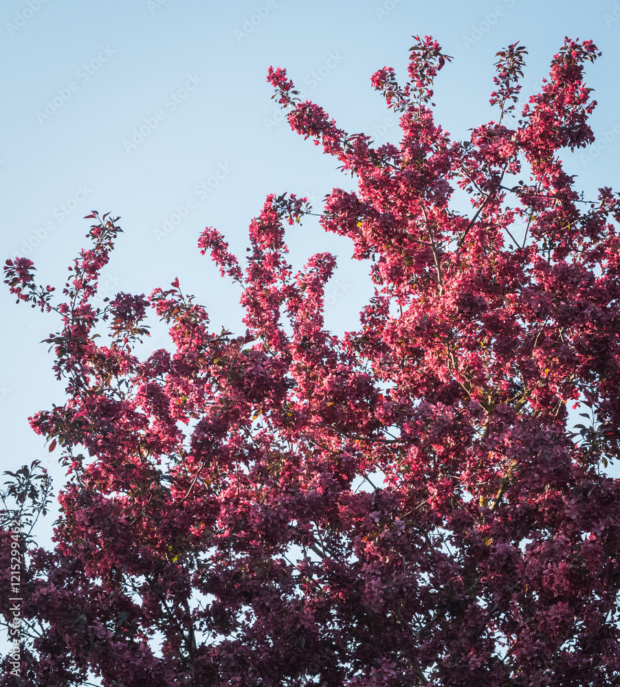 Ornamental apple tree with purple flowers; low angle view against blue sky. Ornamental apple tree with purple flowers; low angle view against blue sky.