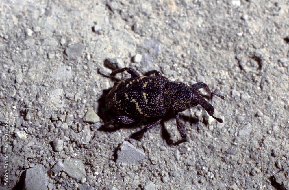 Hylobius abietis or the large pine weevil Hylobius abietis or the large pine weevil