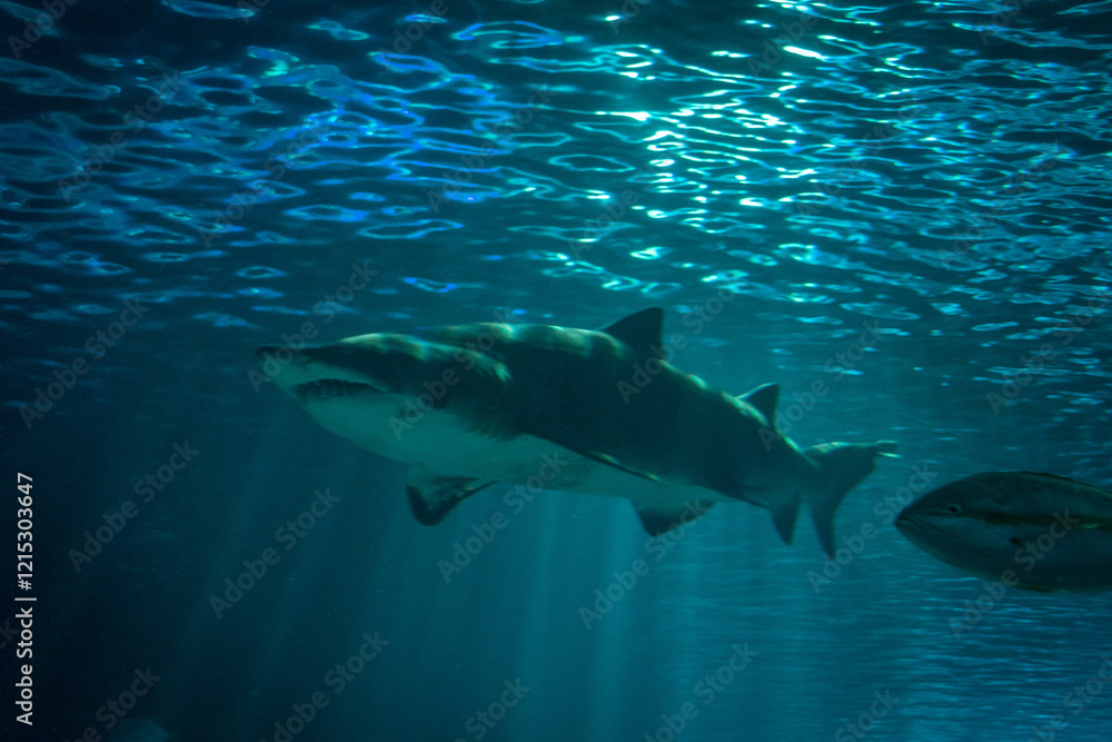 Naklejka premium Shark