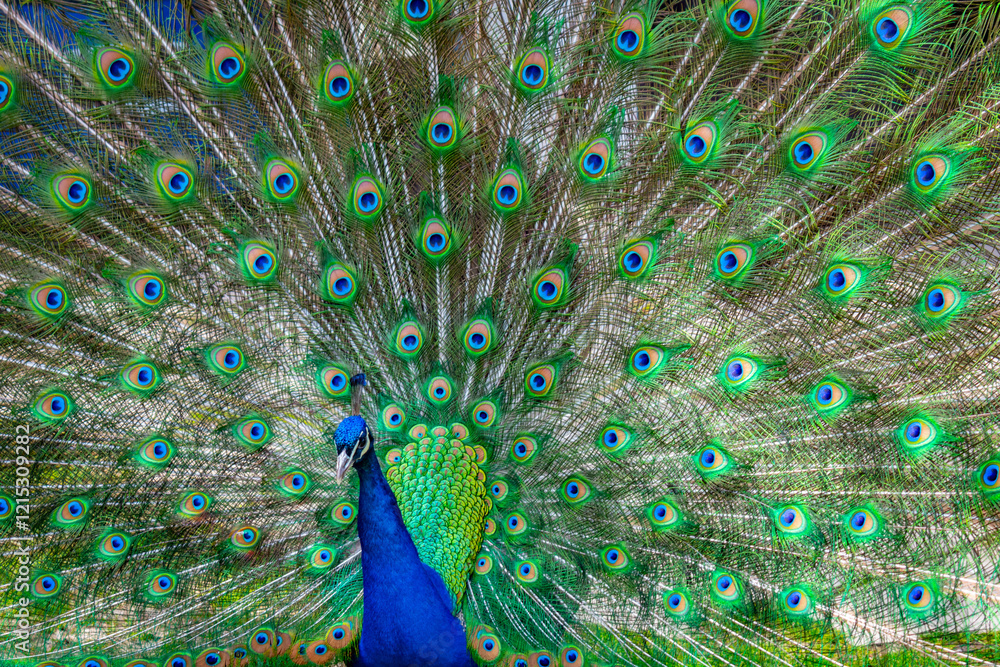 Fototapeta premium Peacock