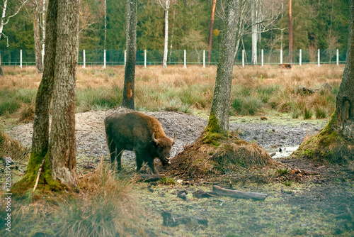 European Bison Grazing in Forest Enclosure. photo