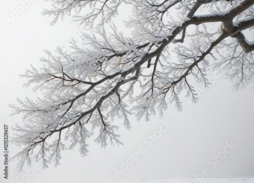 Wallpaper Mural Frost-covered branches of a tree against a white backdrop, stillness, branches Torontodigital.ca