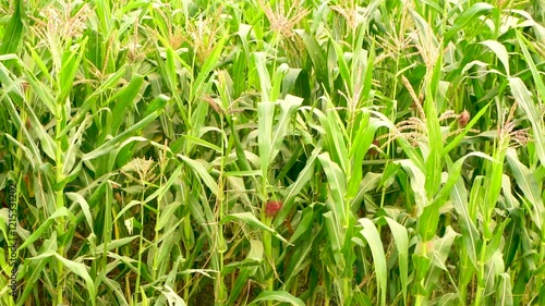 corn fields on fire in Punjab, Pakistan at evening with birds