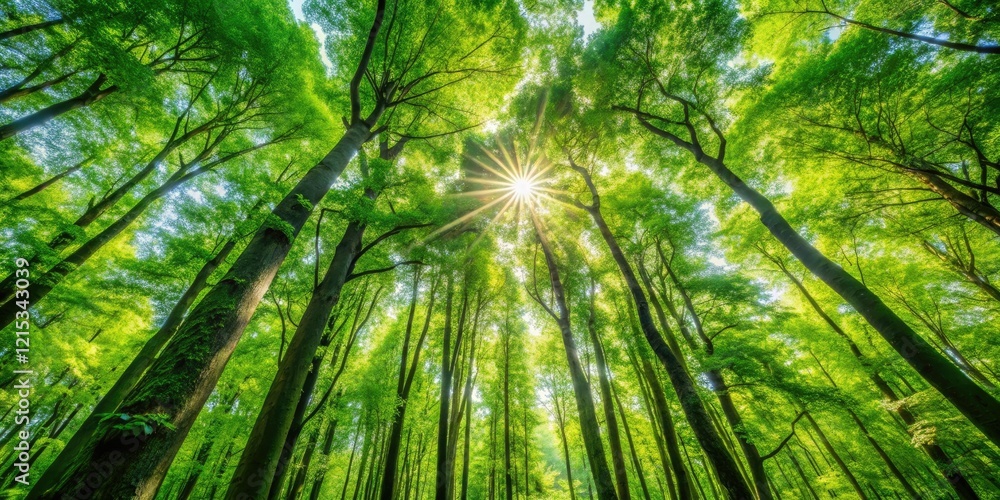 Dense foliage of tall trees with dappled sunlight filtering through leaves, nature, canopy Dense foliage of tall trees with dappled sunlight filtering through leaves, nature, canopy